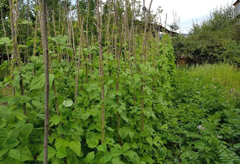 پانسیون Ethno House Inn Tianeti