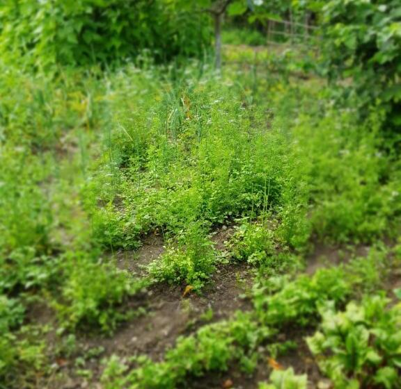 پانسیون Ethno House Inn Tianeti