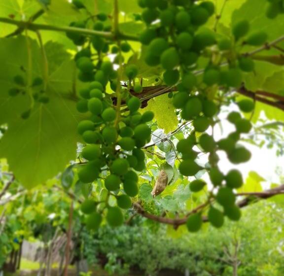 پانسیون Ethno House Inn Tianeti