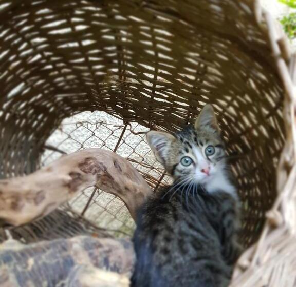 پانسیون Ethno House Inn Tianeti