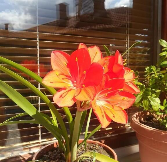 پانسیون Stefani Apartments