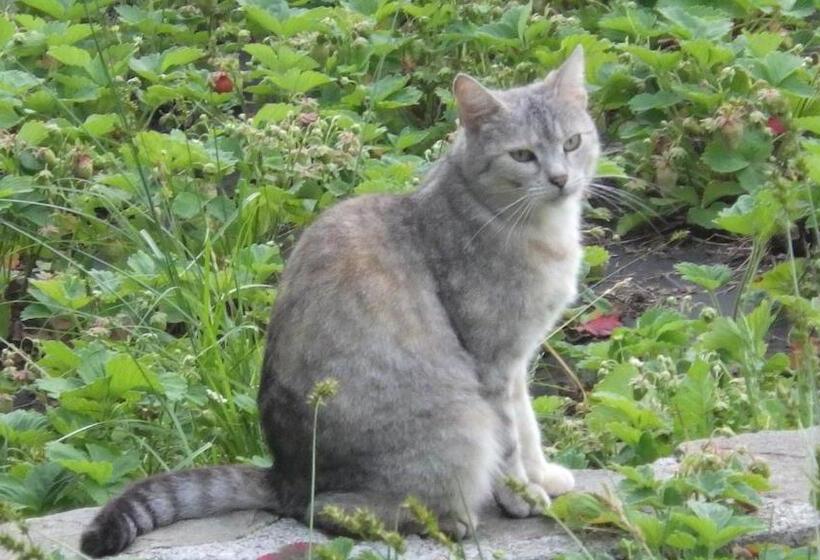 膳宿费 Ubytování U Dolanských