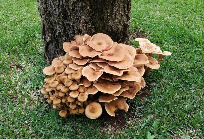 Пансион Vitória S House