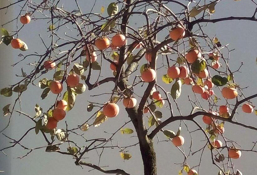 Пансион Vitória S House