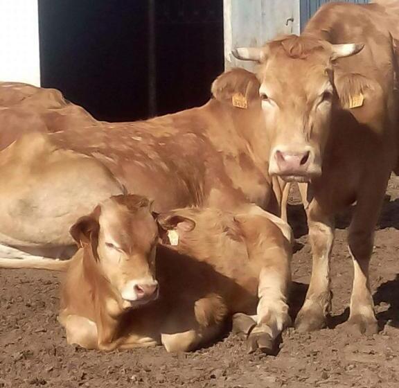 Пансион Vitória S House