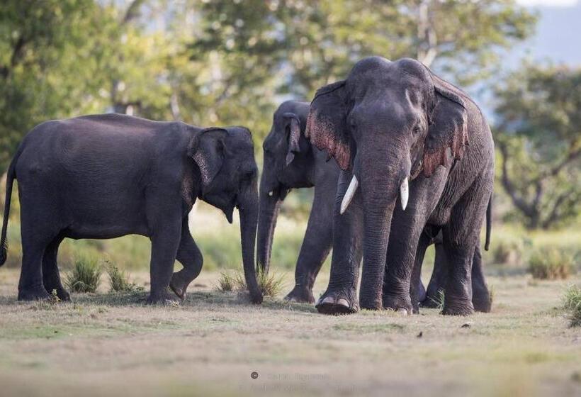 ペンション Wilpattu Dolosmahe