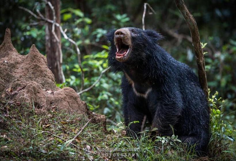 ペンション Wilpattu Dolosmahe