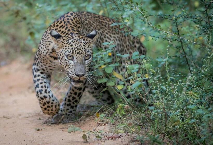 ペンション Wilpattu Dolosmahe