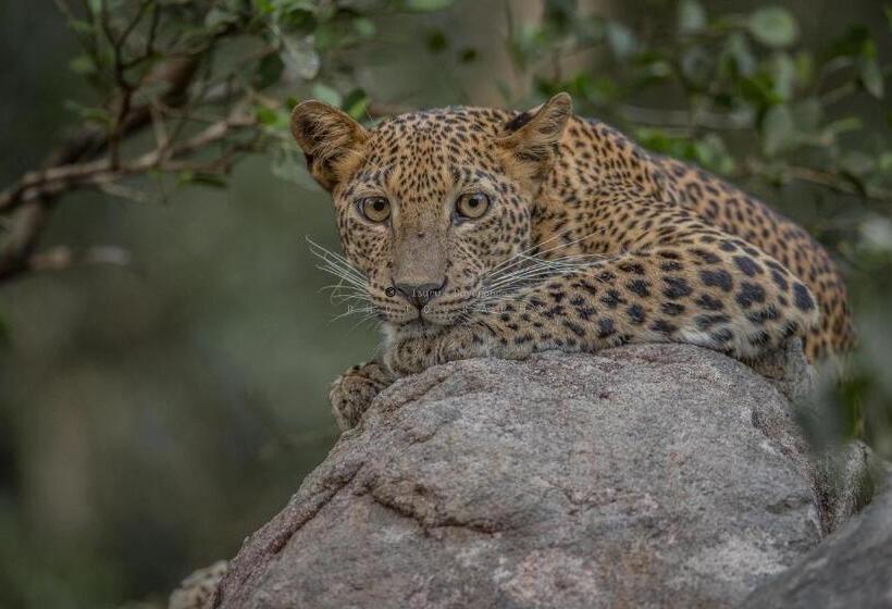 ペンション Wilpattu Dolosmahe