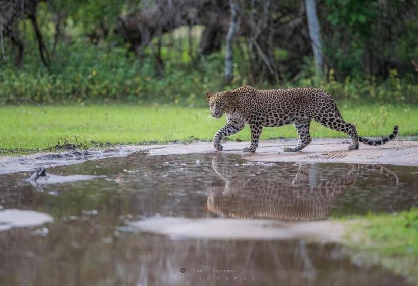 ペンション Wilpattu Dolosmahe