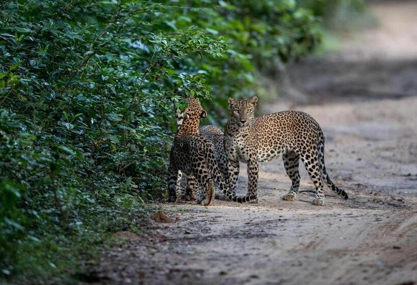 ペンション Wilpattu Dolosmahe