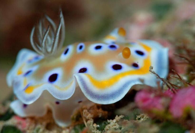 אתר נופש Big Tree Cottages