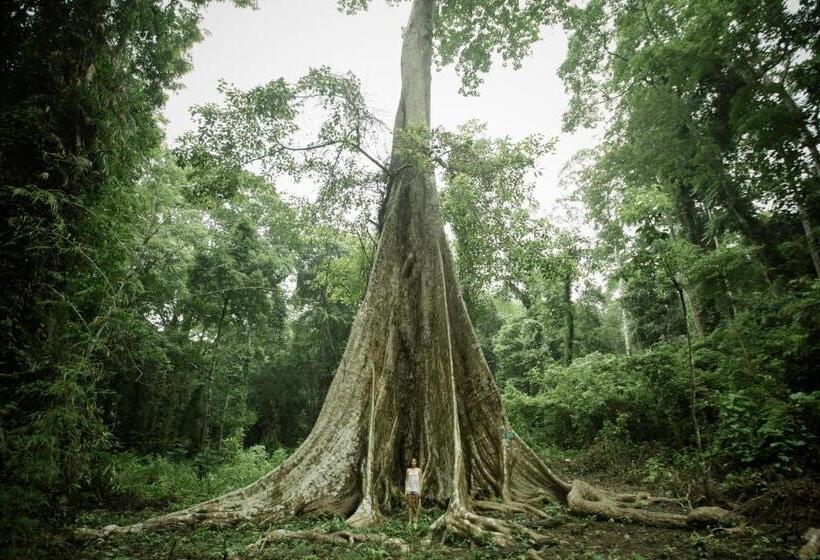 אתר נופש Big Tree Cottages
