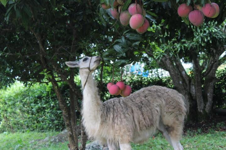 リゾートホテル Toscana