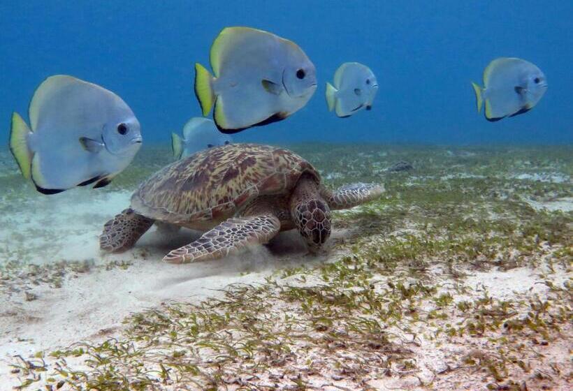Sablayan Paraiso Beach Resort