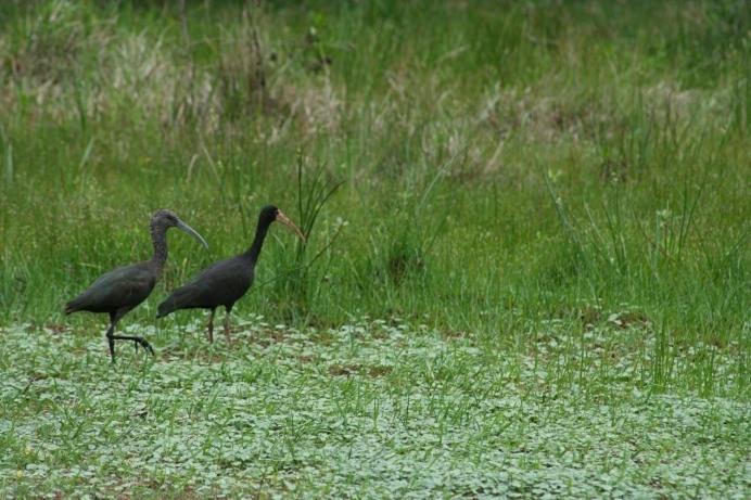 ユースホステル Posada Anacahuita