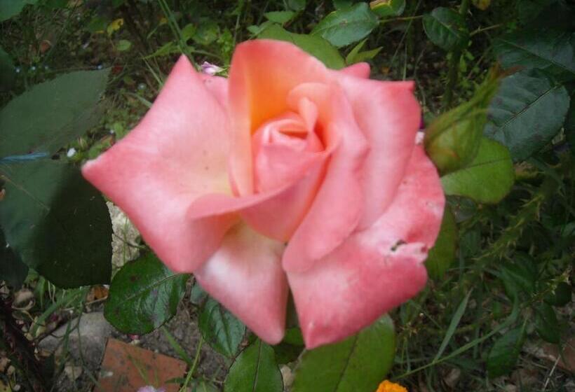 住宿加早餐 Chambres D Hôtes Des Grands Prés