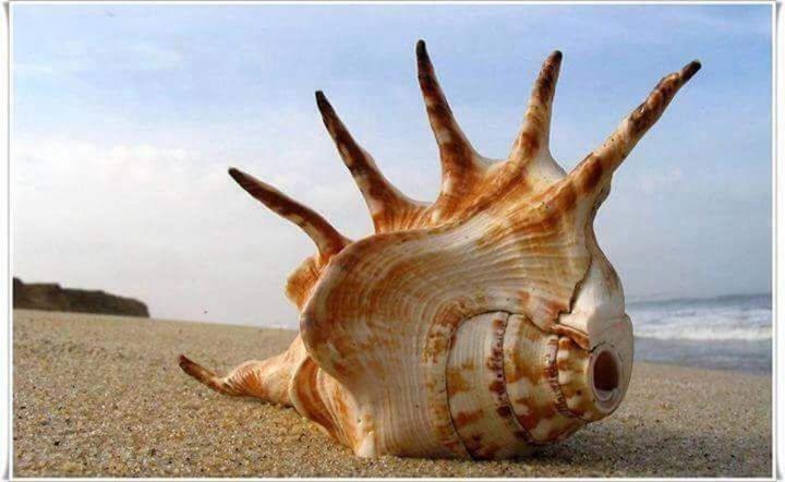 تختخواب و صبحانه Issablanca