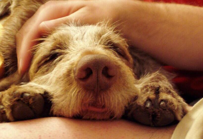 住宿加早餐  Pension Muggengrat