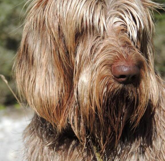 住宿加早餐  Pension Muggengrat