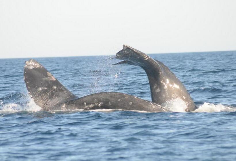 ホテル Isabela, Mag Bay