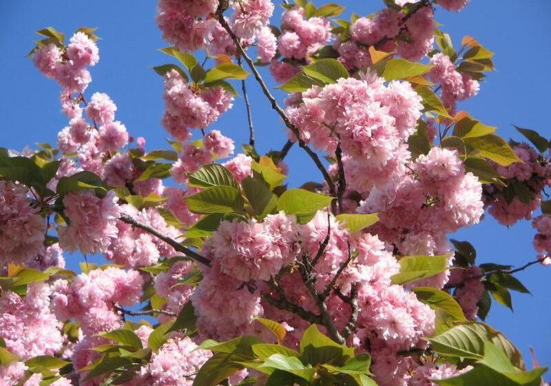 בית מלון כפרי Maria