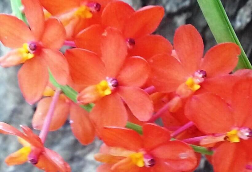 פנסיון Ban Sabai Sabai Guest House