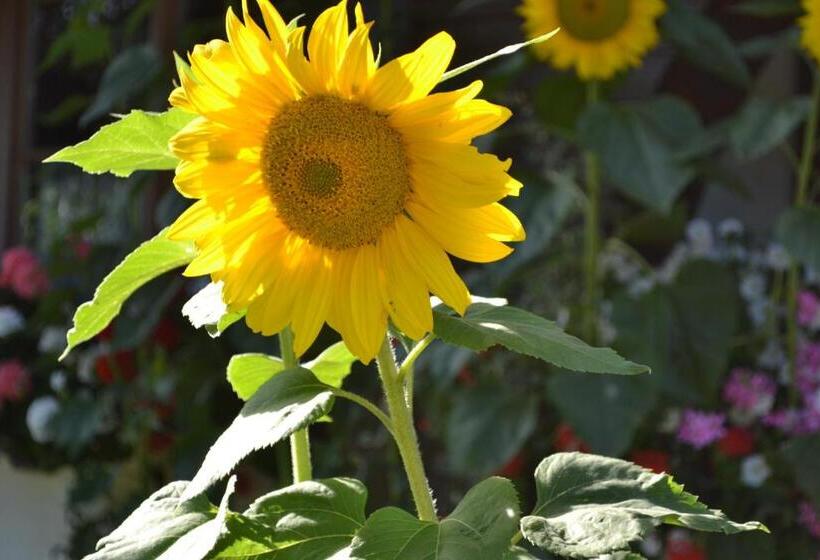 Пансион Haus Thurner