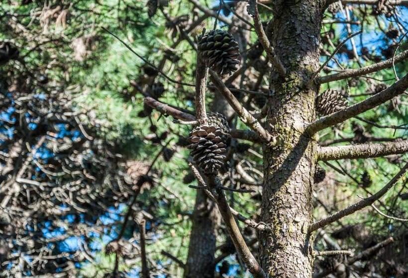 Terrazas Del Bosque Aparts