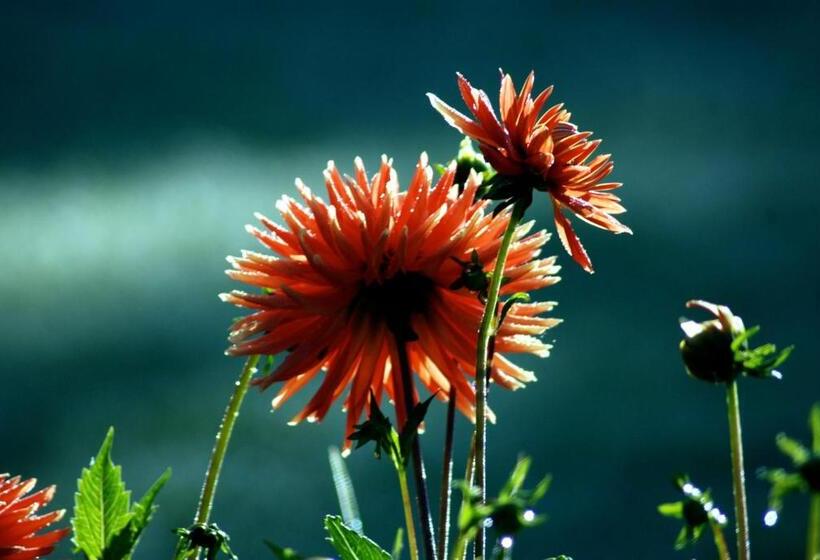 Waldgasthaus & Pension Teichhaus