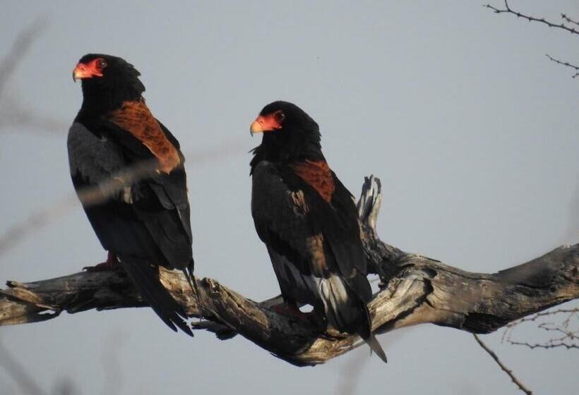 בית מלון כפרי Balule Bushveld Safari Lodge