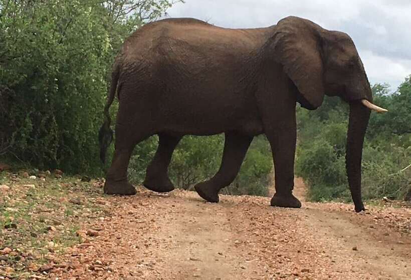 בית מלון כפרי Balule Bushveld Safari Lodge