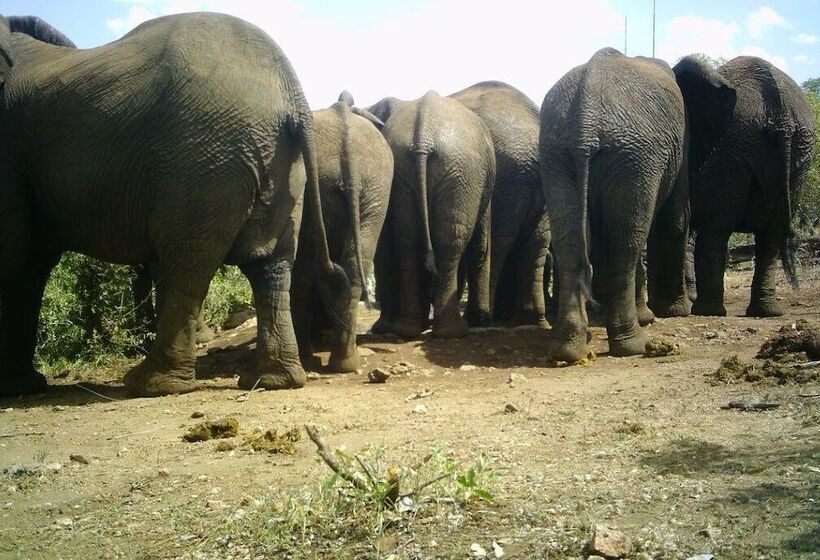 فندق Balule Bushveld Safari Lodge