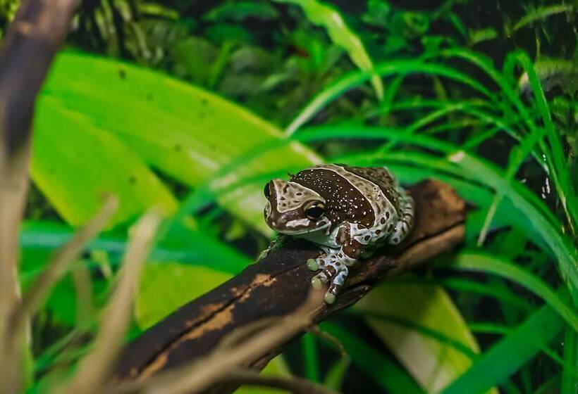 酒店 Caiman Eco Lodge