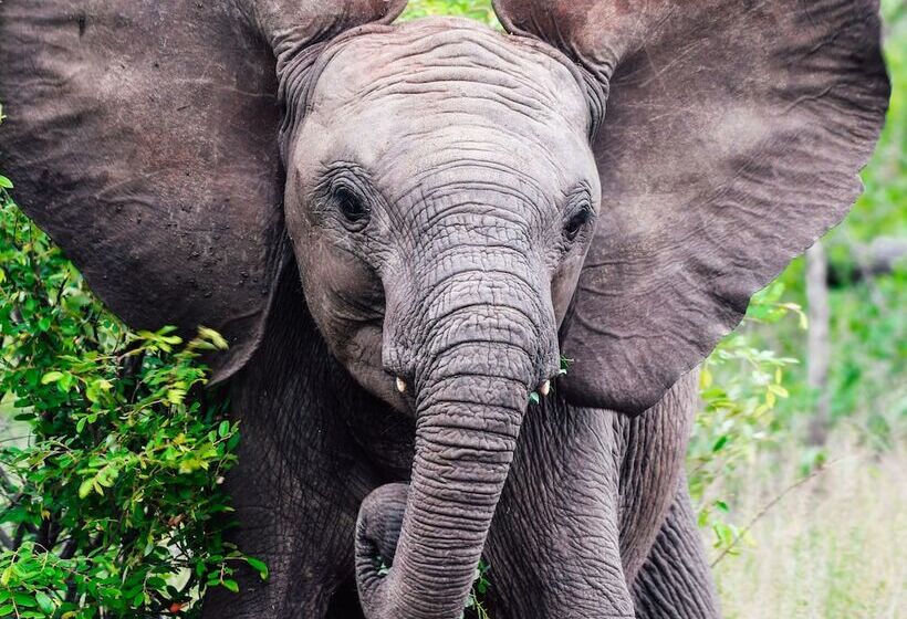 ホテル Milima Big 5 Safari Lodge