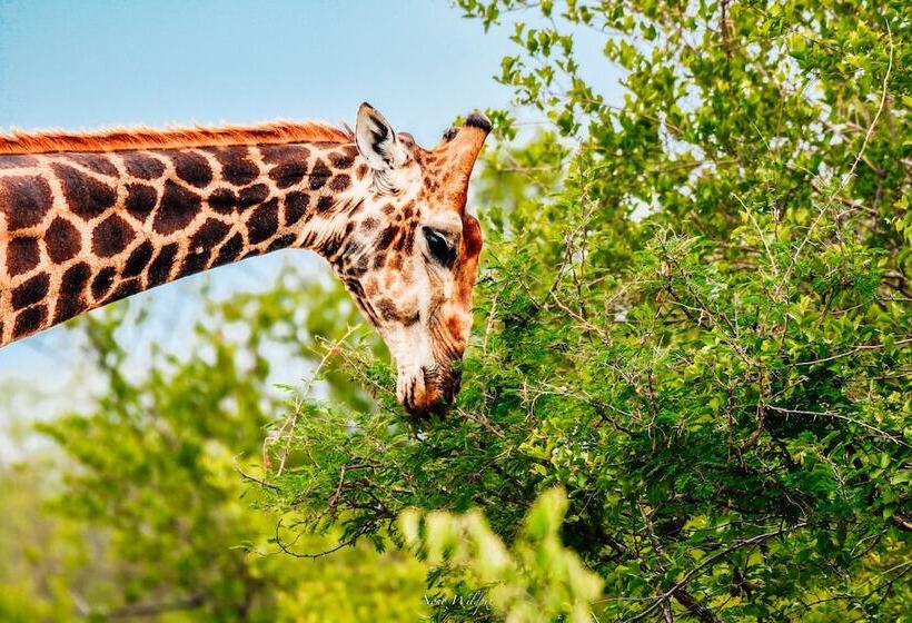 ホテル Milima Big 5 Safari Lodge