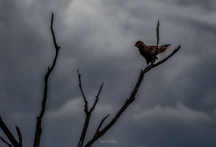 فندق Milima Big 5 Safari Lodge