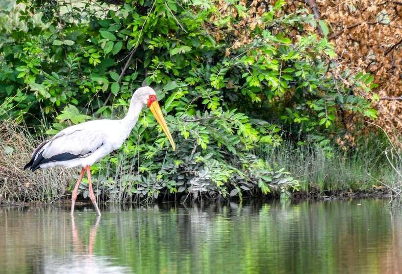 فندق Milima Big 5 Safari Lodge