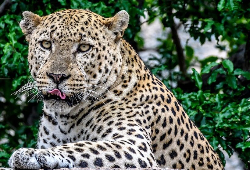 فندق Milima Big 5 Safari Lodge