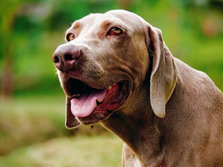 فندق The River House   Upscale Lodge