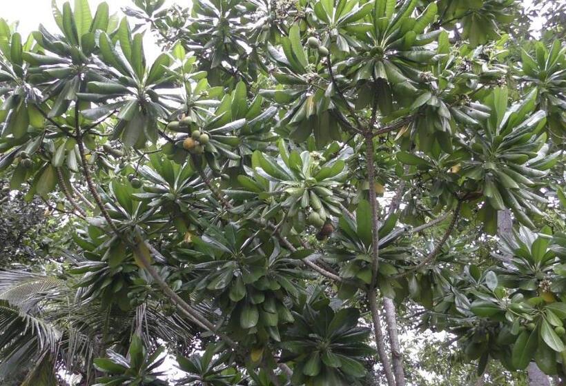 펜션 Pigeon House Kabalana