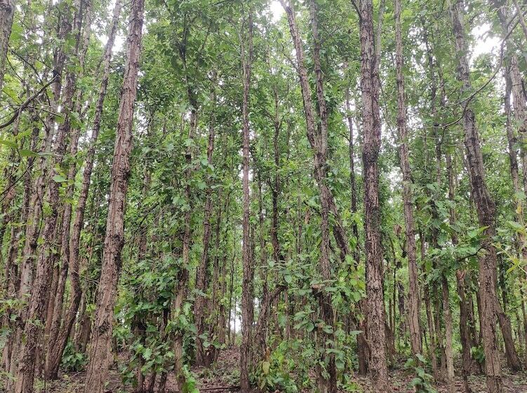 בית מלון כפרי Saccharum Safari Lodge