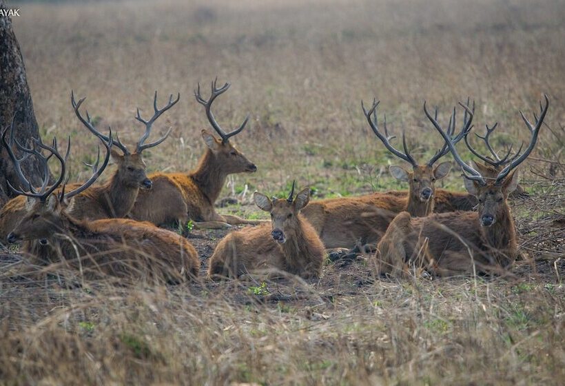 בית מלון כפרי Saccharum Safari Lodge