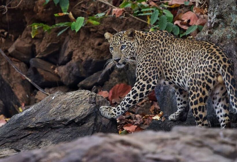 בית מלון כפרי Saccharum Safari Lodge