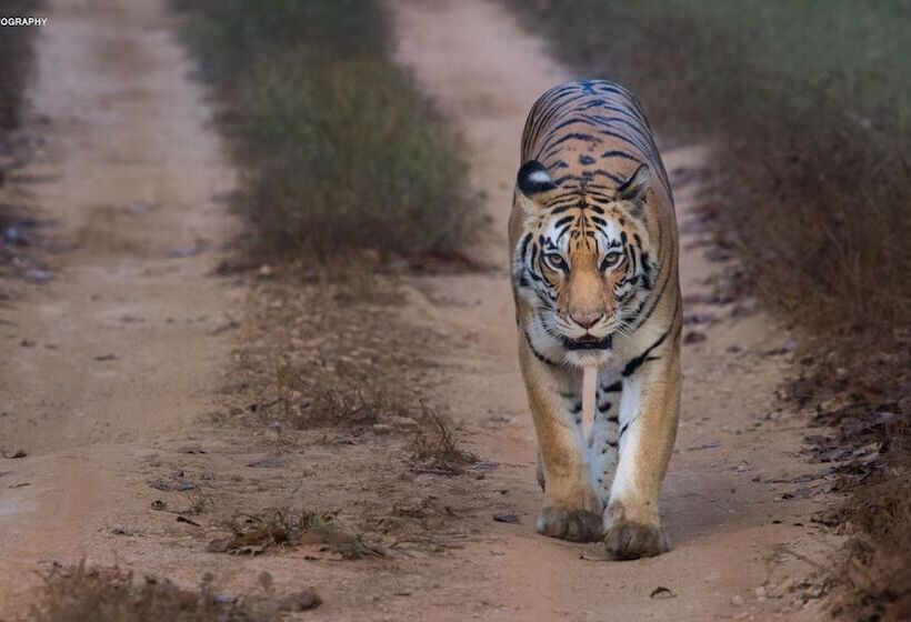 בית מלון כפרי Saccharum Safari Lodge
