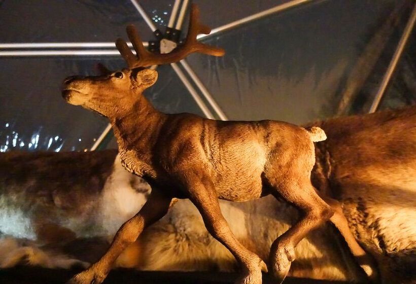 בית מלון כפרי Wild Caribou Dome