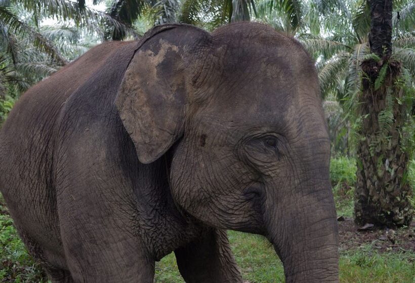 بنسيون Batu Katak Gibbon Guesthouse