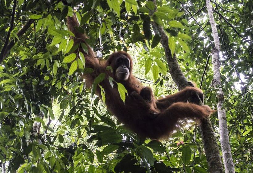 بنسيون Batu Katak Gibbon Guesthouse