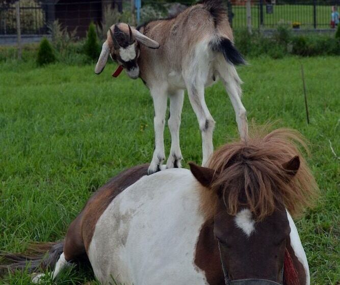 Отель Agro Nad Stawem