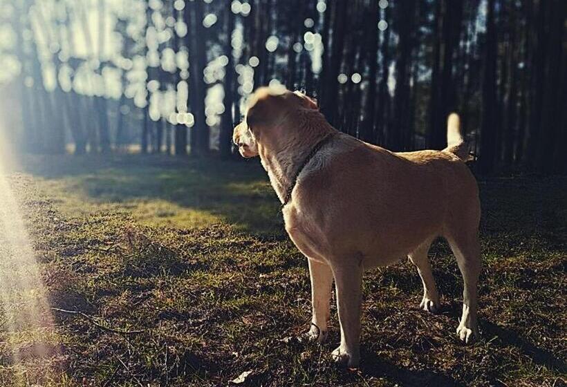 호텔 Agroturystyka Pod Modrzewiami